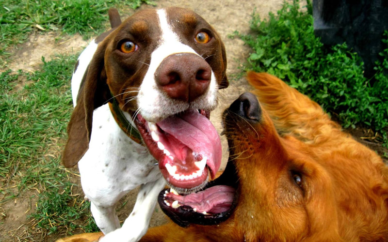 “I never worry when I leave my ‘son’ with them for doggie daycare and boarding!”